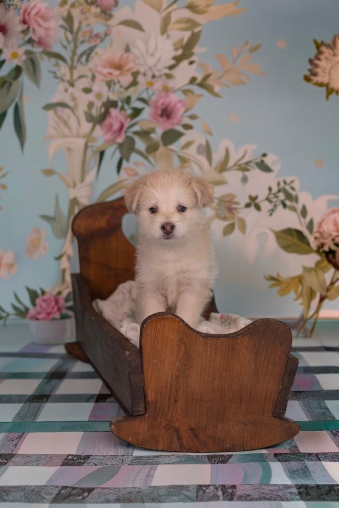 Enlarge Mozzarella, an adopted mixed breed in Whitestown, IN image 1/1