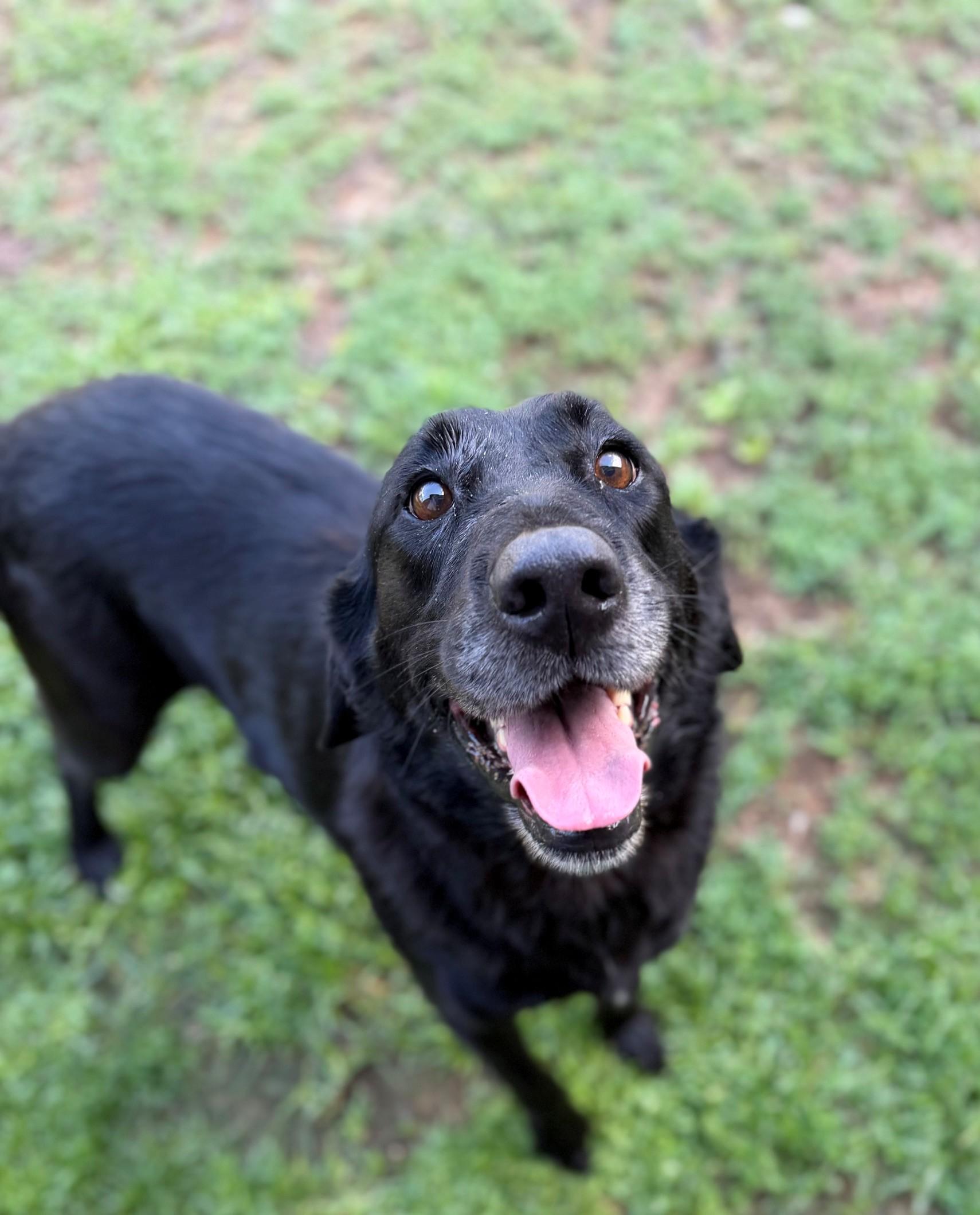 Lucy, adopted, Adult Female Labrador Retriever.