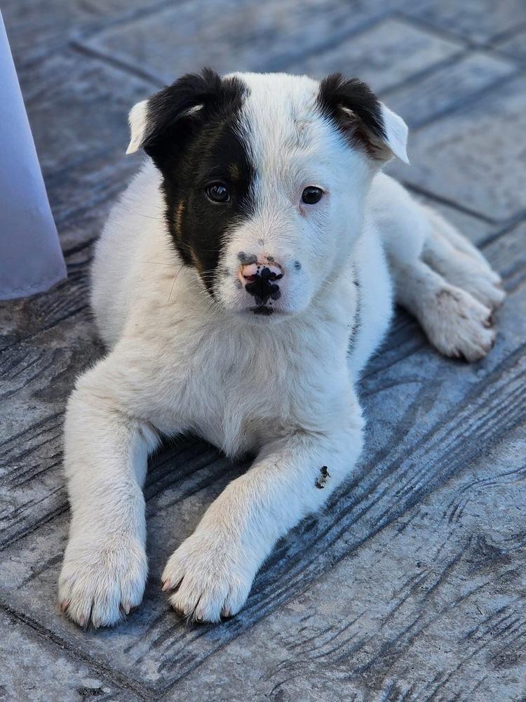 Patchy, Adoptable, Puppy Male Border Collie & Australian Shepherd.