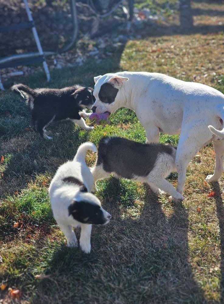 Patchy, a Adoptable mixed breed in Littleton, CO image 2/5
