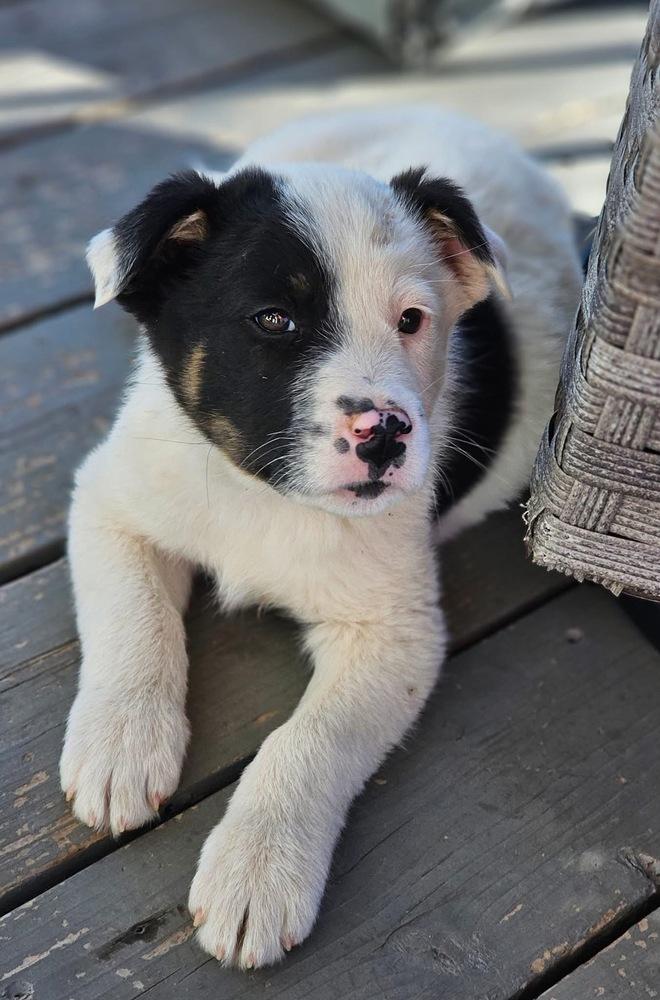 Patchy, a Adoptable mixed breed in Littleton, CO image 4/5