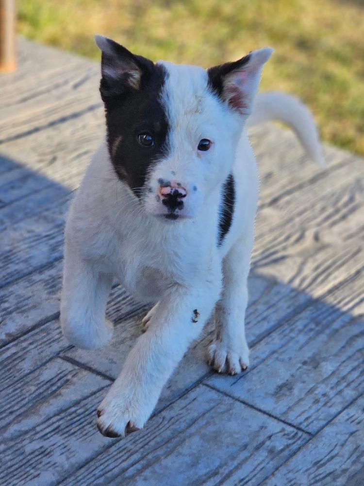 Patchy, a Adoptable mixed breed in Littleton, CO image 5/5