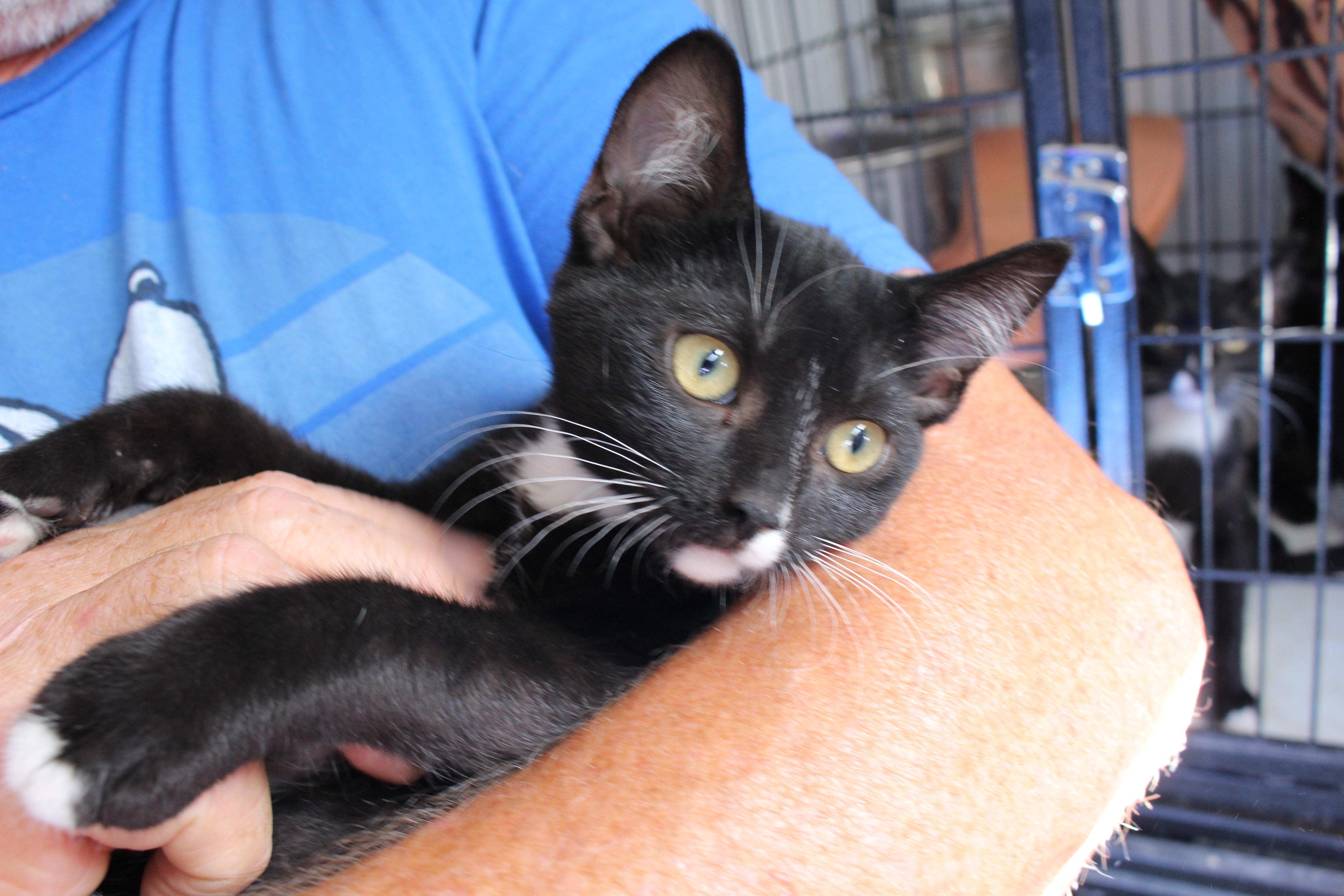 0627-2625, ADOPTABLE, Kitten Male Domestic Short Hair.