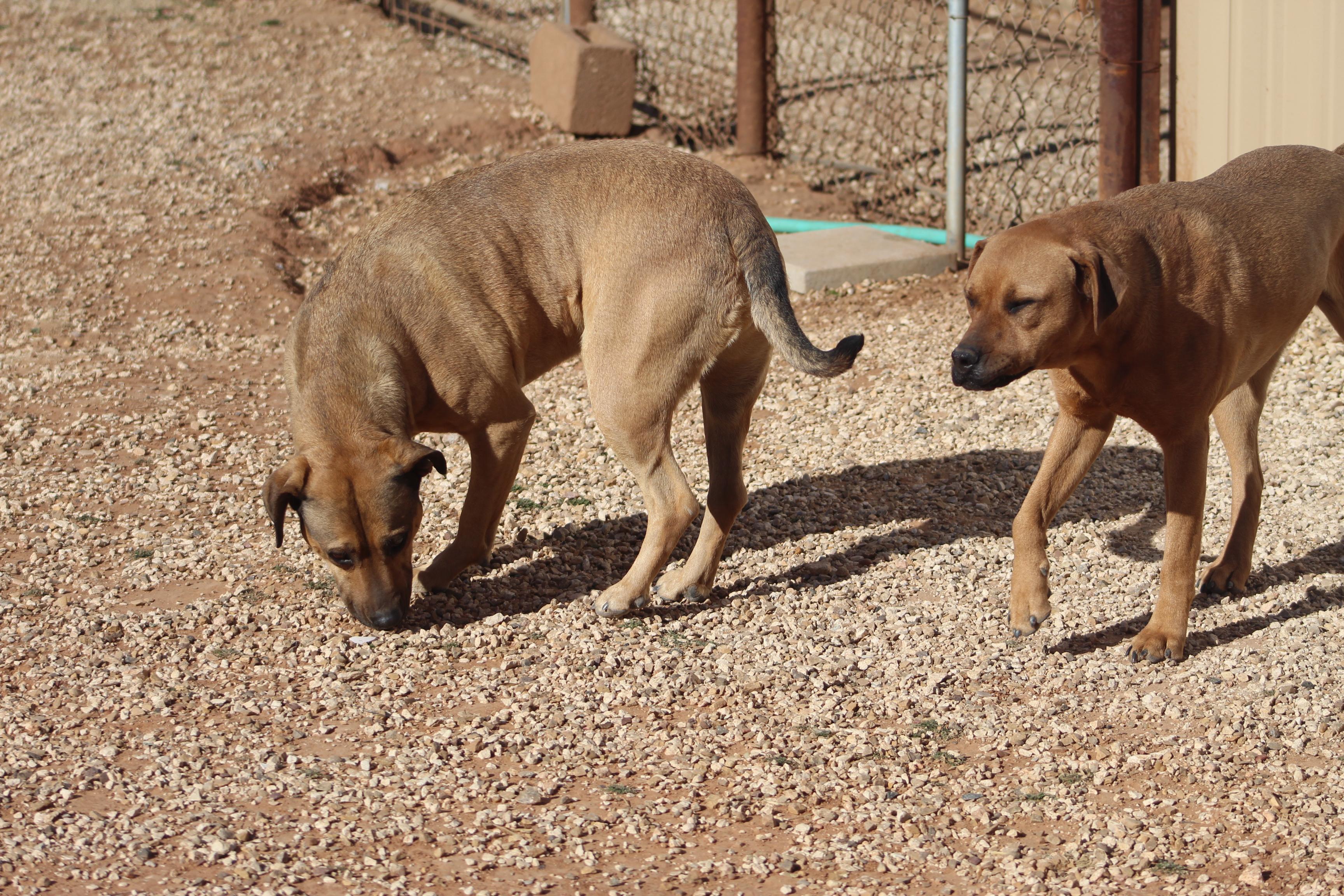 Enlarge Tippy & Piper (Bonded Pair), a Adoptable mixed breed in Post, TX image 2/6