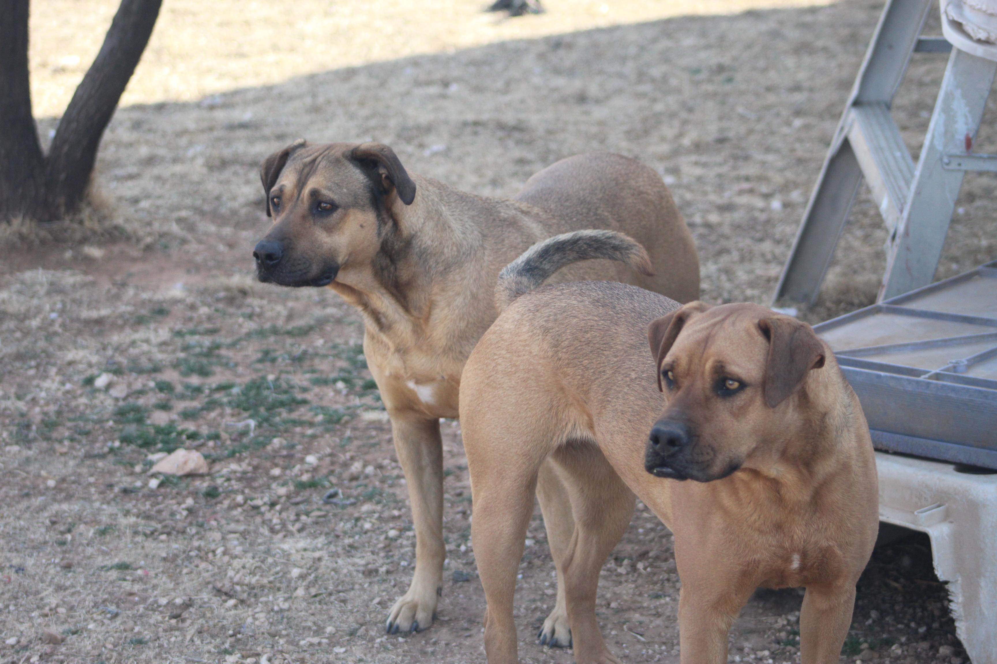 Tippy & Piper (Bonded Pair)