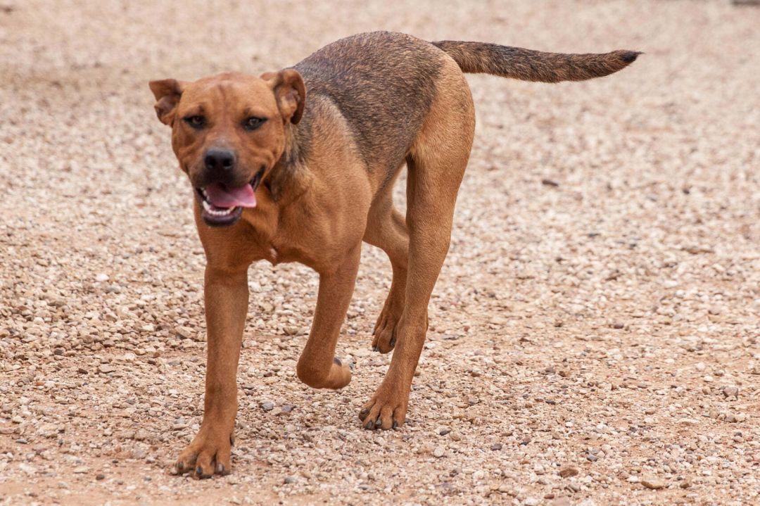 Tippy & Piper (Bonded Pair)