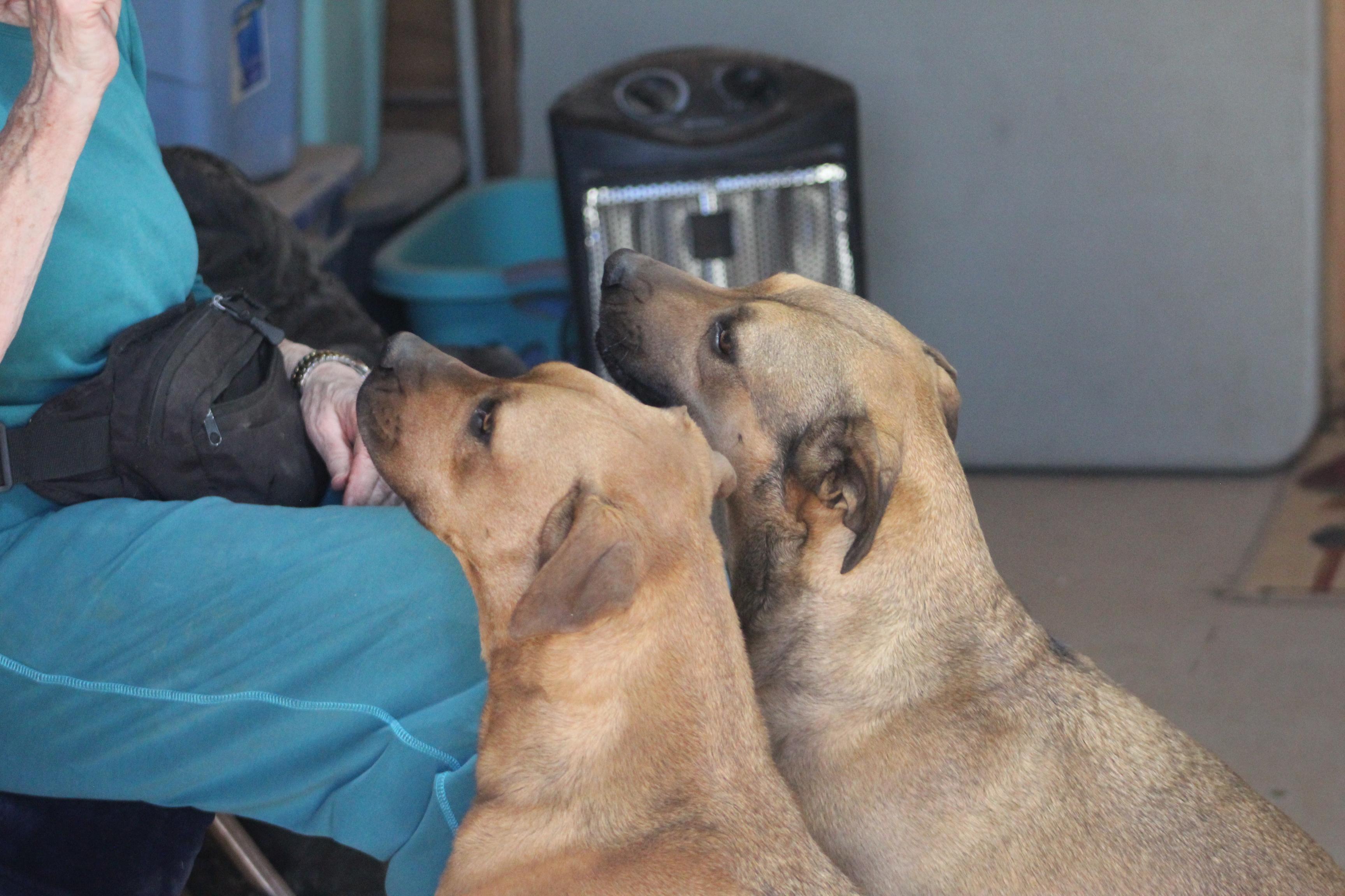 Tippy & Piper (Bonded Pair), Adoptable, Adult Female Pit Bull Terrier.