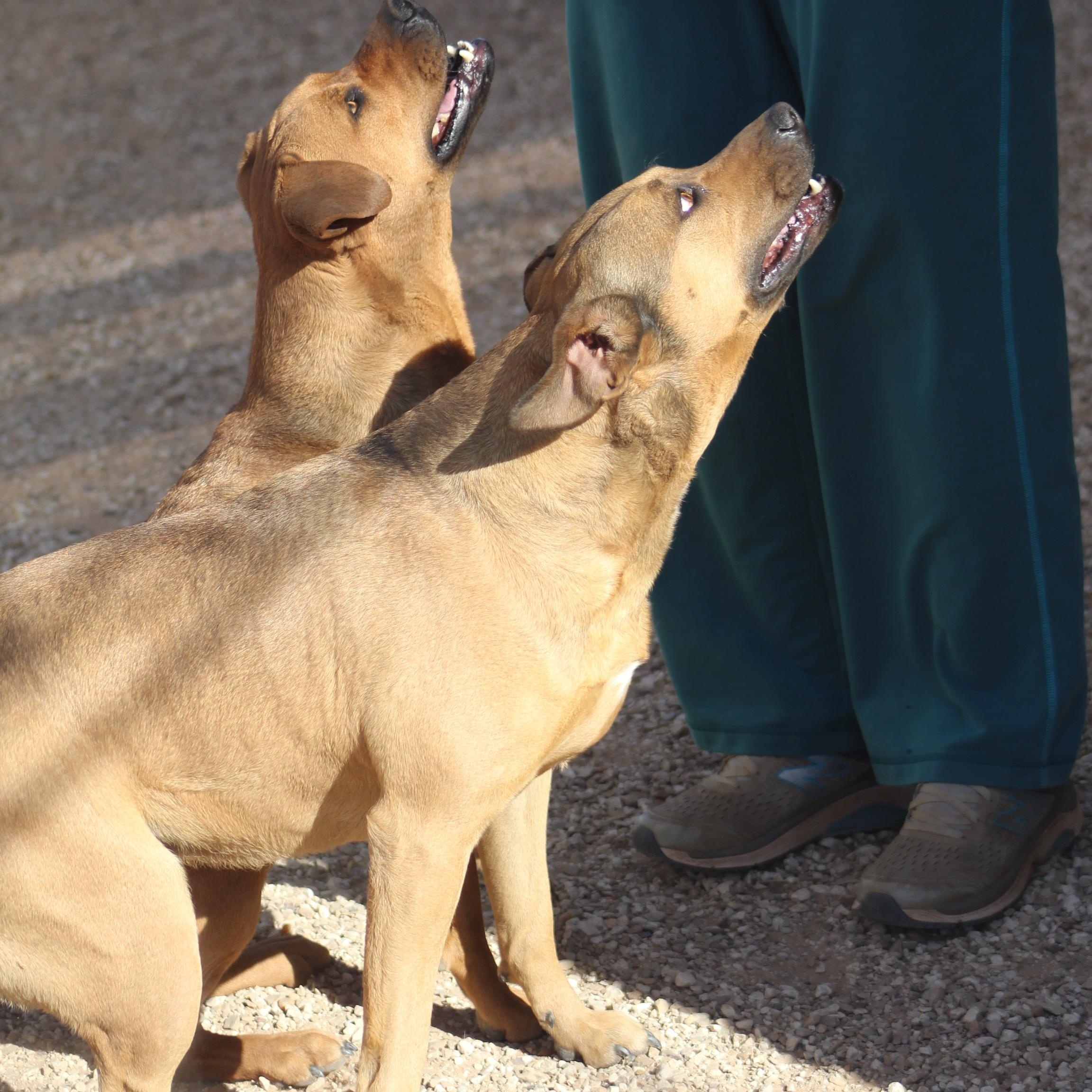 Tippy & Piper (Bonded Pair) 2