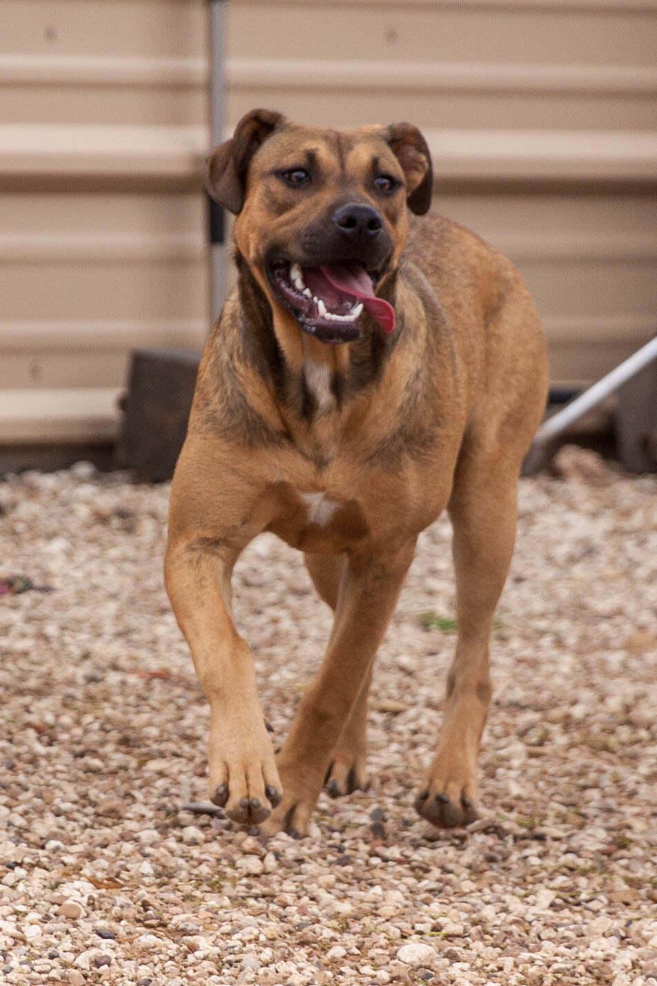 Enlarge Tippy & Piper (Bonded Pair), a Adoptable mixed breed in Post, TX image 6/6