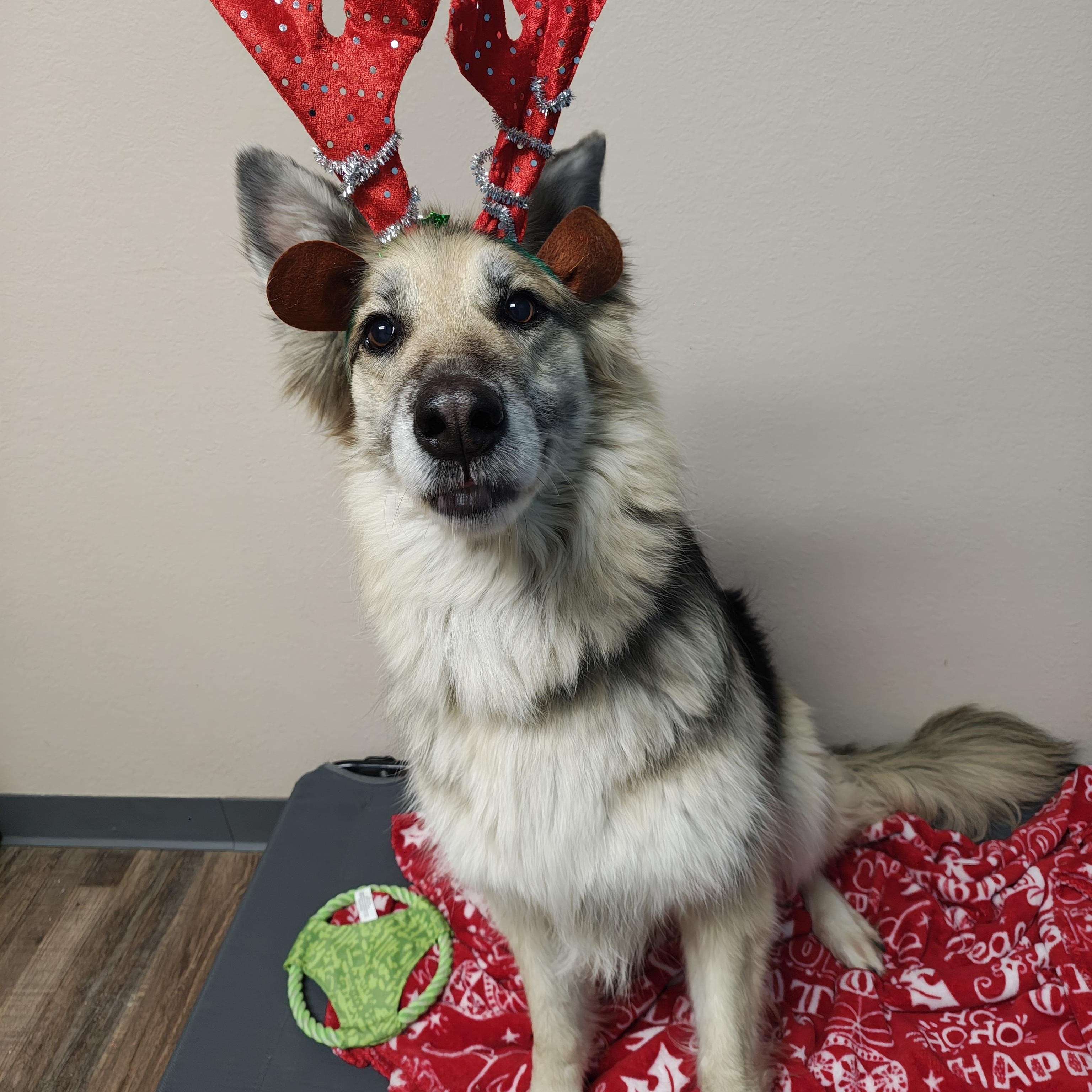 Enlarge Agnes, an adopted Shepherd in Oconto, WI image 2/2