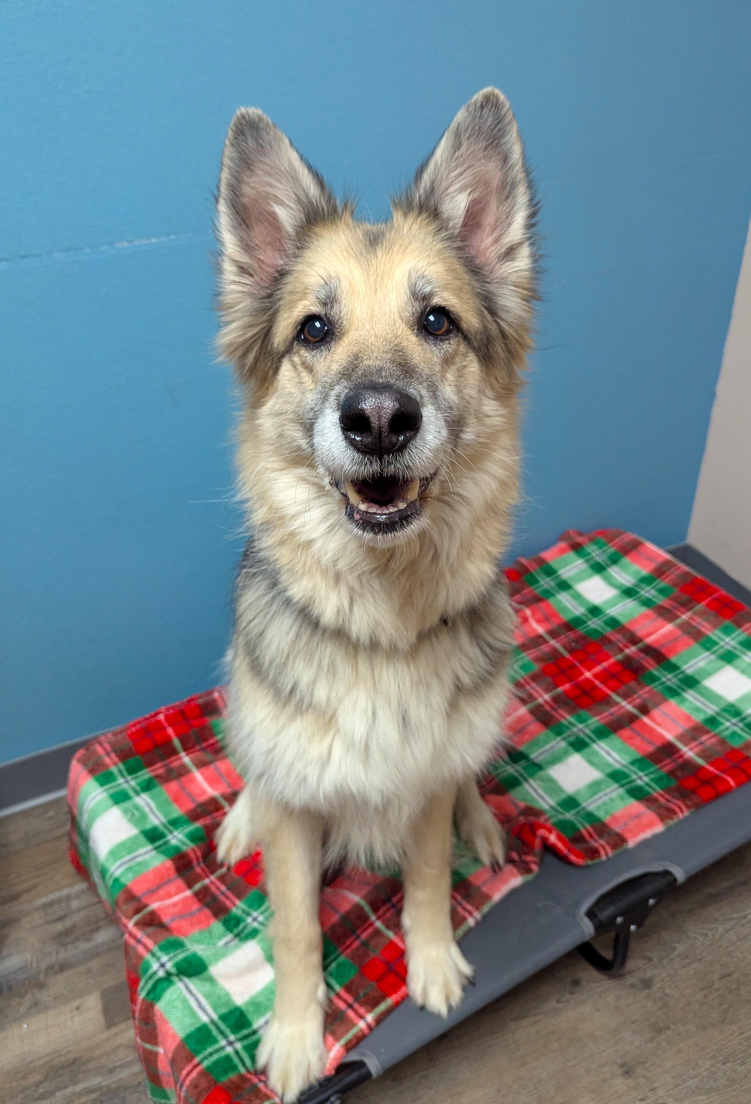 Agnes, Adoptable, Adult Female Shepherd.