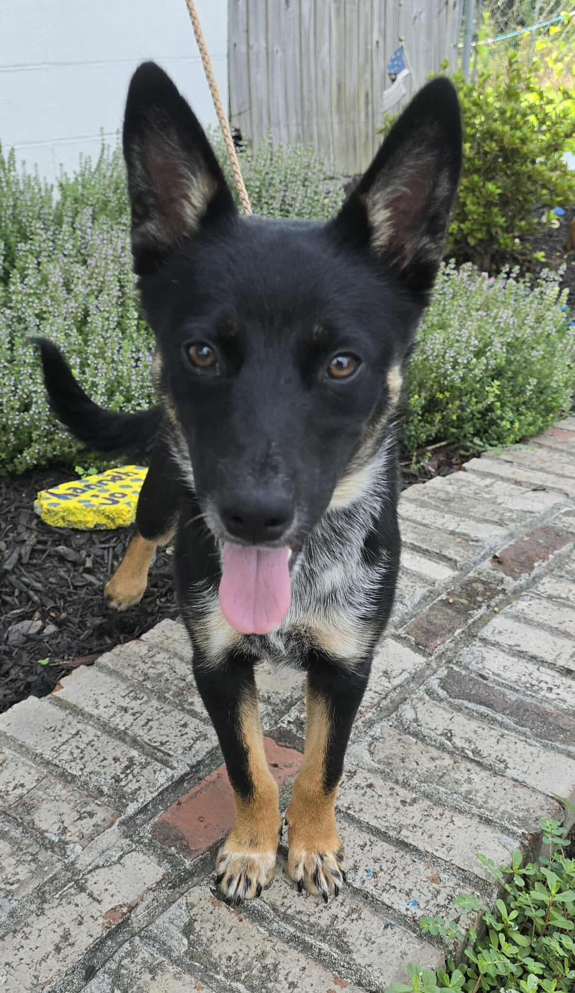Meet Razz-Berry a 1 year old 24 pound wonderful SchipperkeManchester mix She is friendly and ge