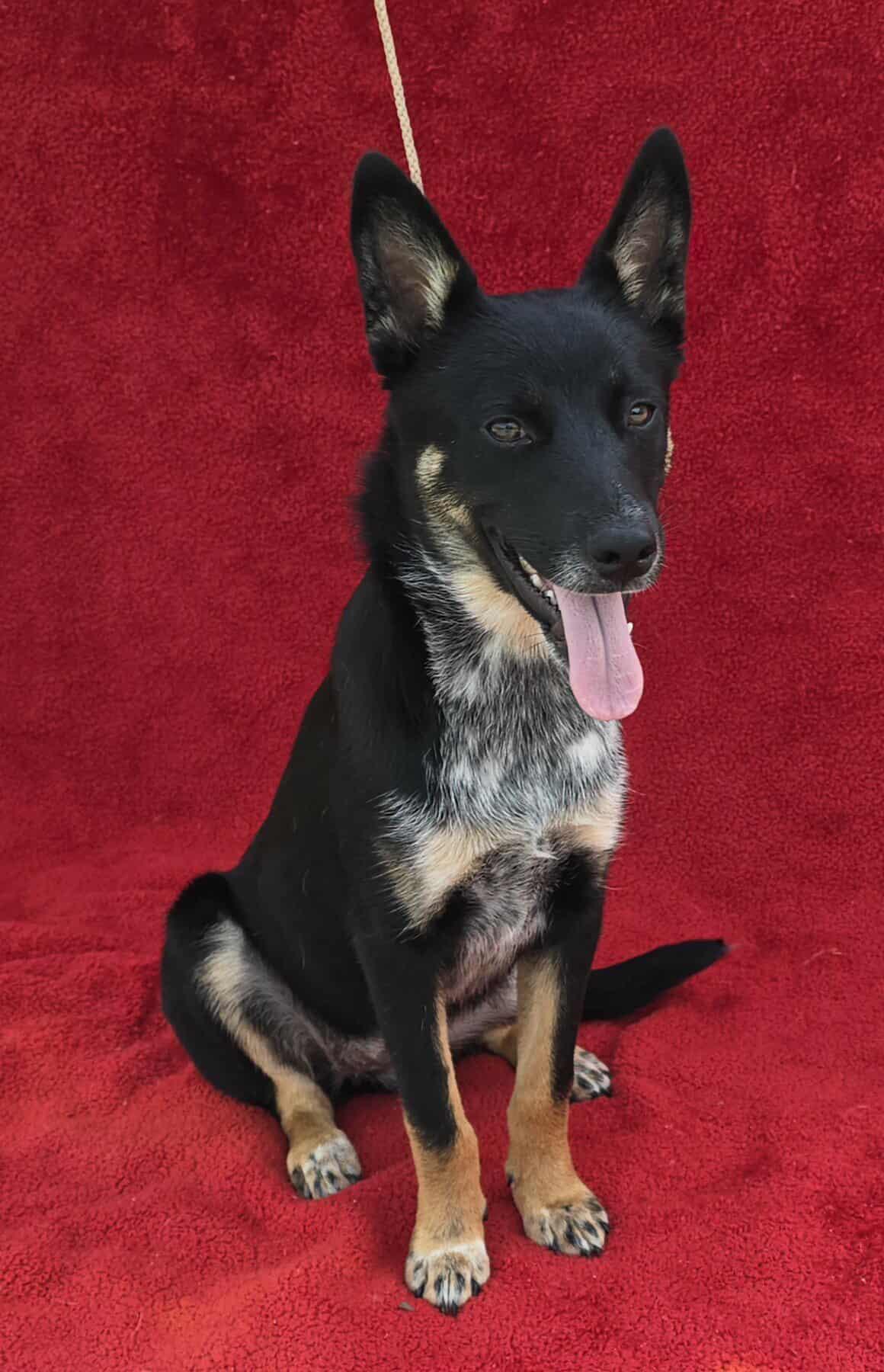 Razz-Berry *foster needed*, an adoptable Schipperke, Terrier in New York, NY, 10010 | Photo Image 3