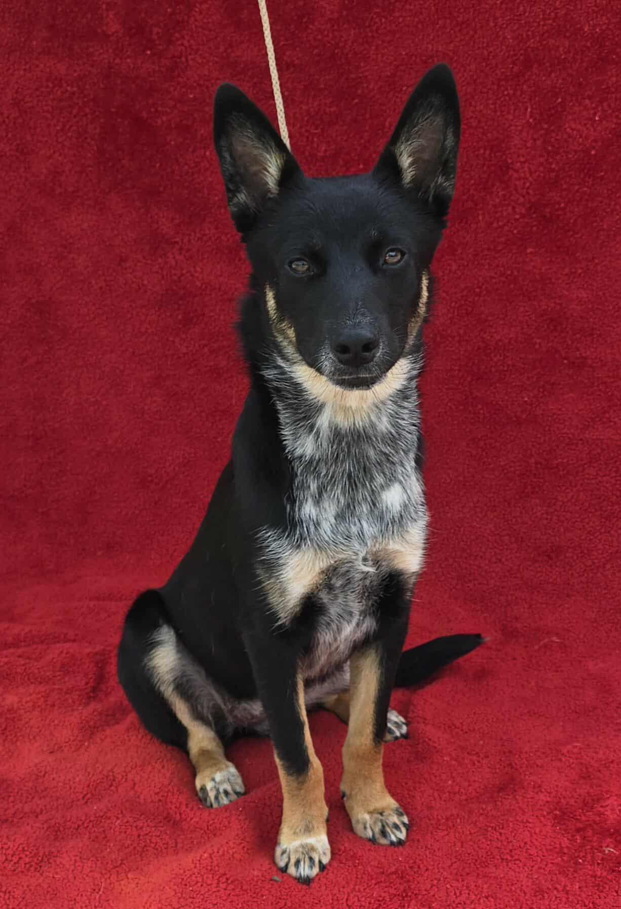 Razz-Berry *foster needed*, an adoptable Schipperke, Terrier in New York, NY, 10010 | Photo Image 6