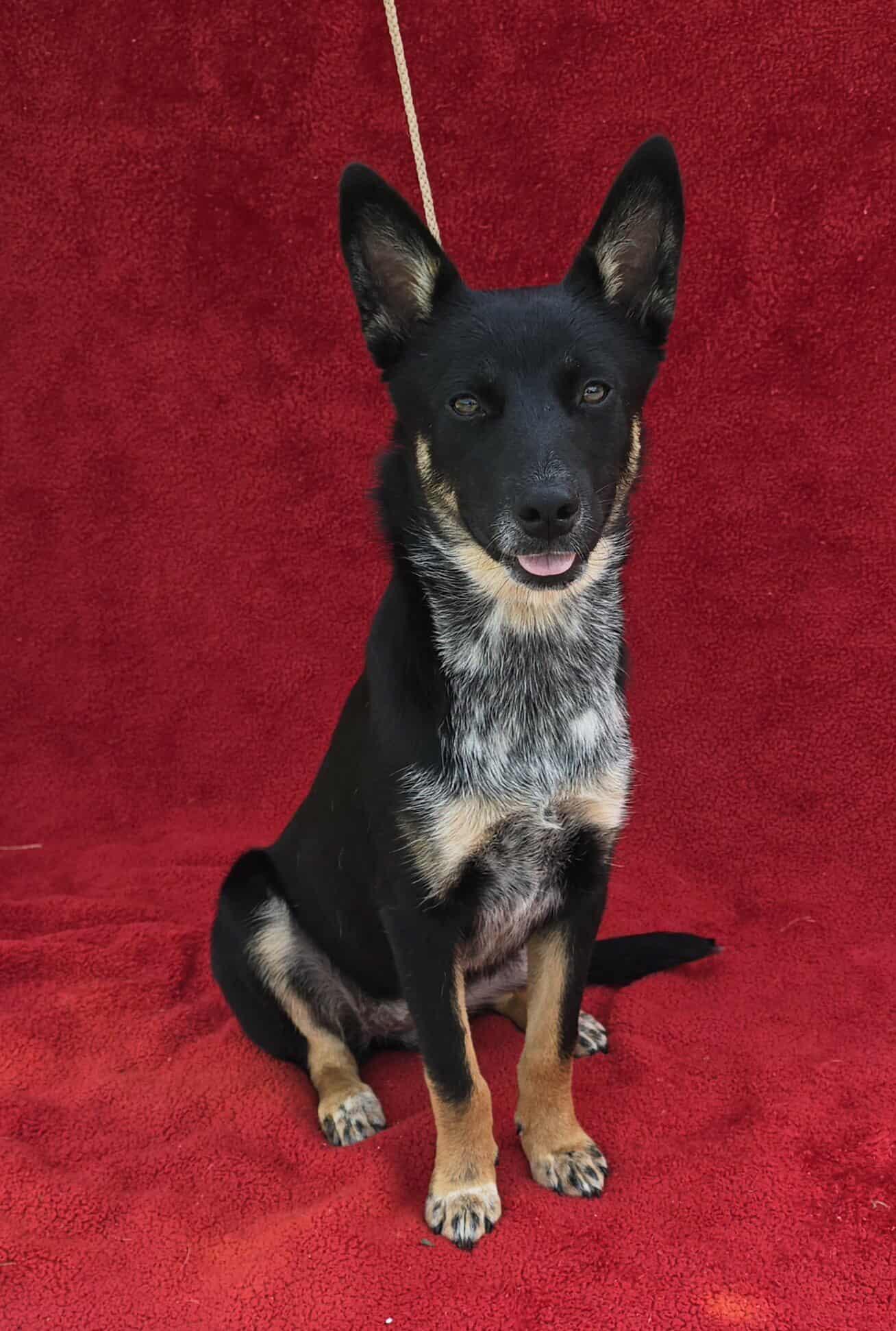 Razz-Berry *foster needed*, an adoptable Schipperke, Terrier in New York, NY, 10010 | Photo Image 2