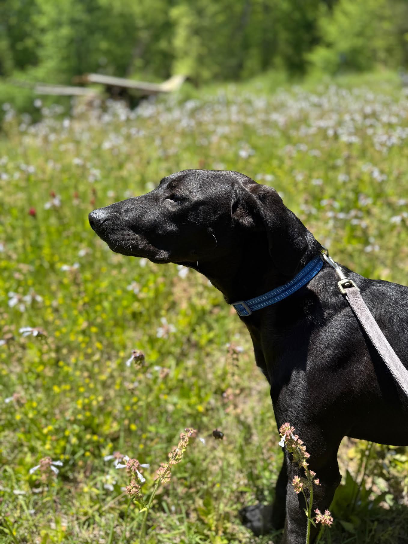 Enlarge Manny, an adopted mixed breed in Cumming, GA image 4/5