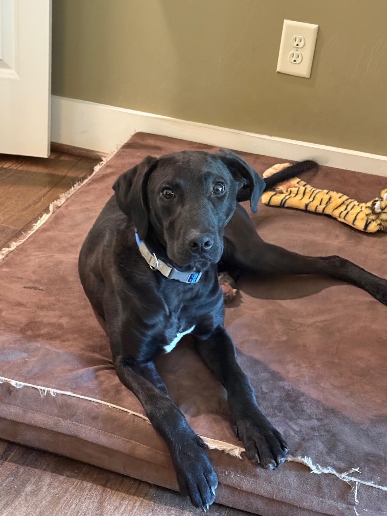 Enlarge Manny, an adopted mixed breed in Cumming, GA image 2/5