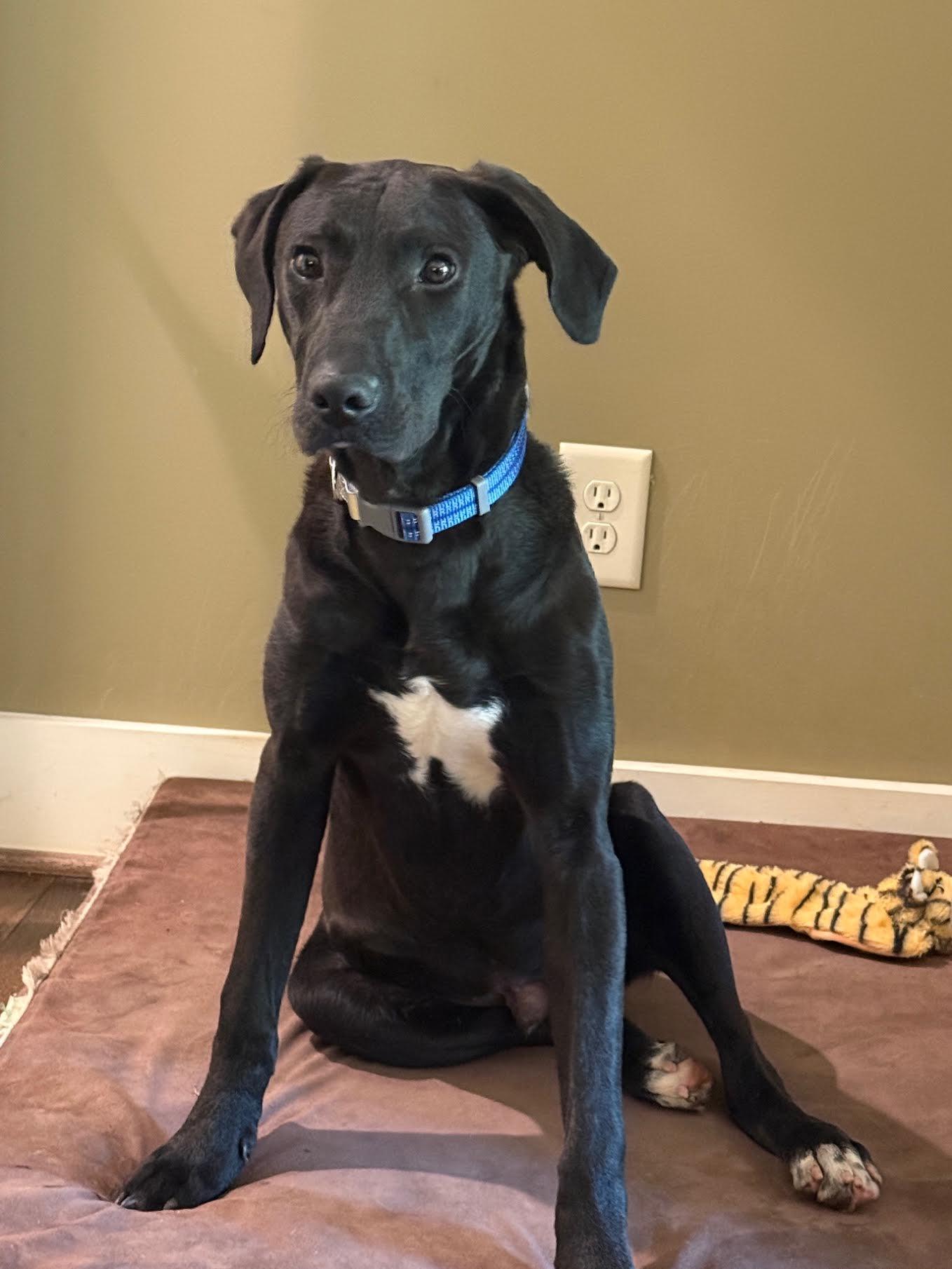 Enlarge Manny, an adopted mixed breed in Cumming, GA image 3/5