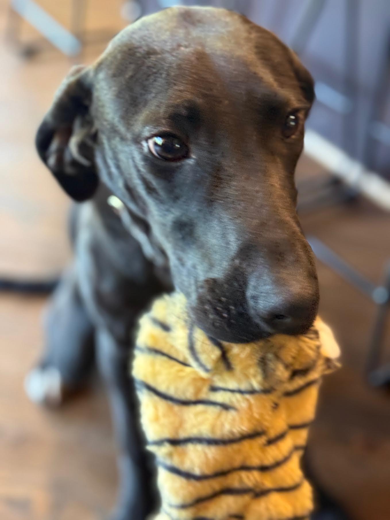 Enlarge Manny, an adopted mixed breed in Cumming, GA image 5/5