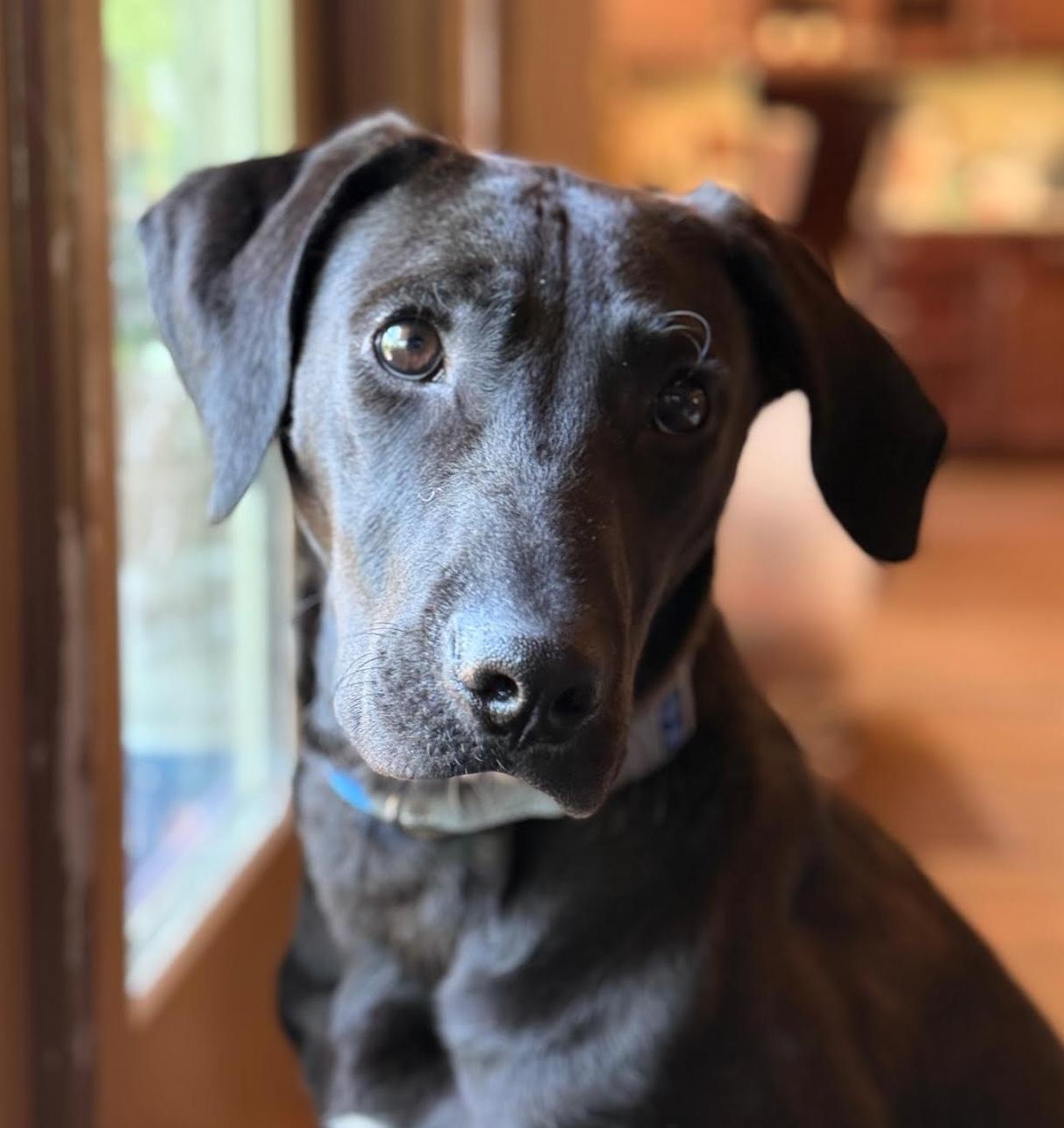 Enlarge Manny, an adopted mixed breed in Cumming, GA image 1/5