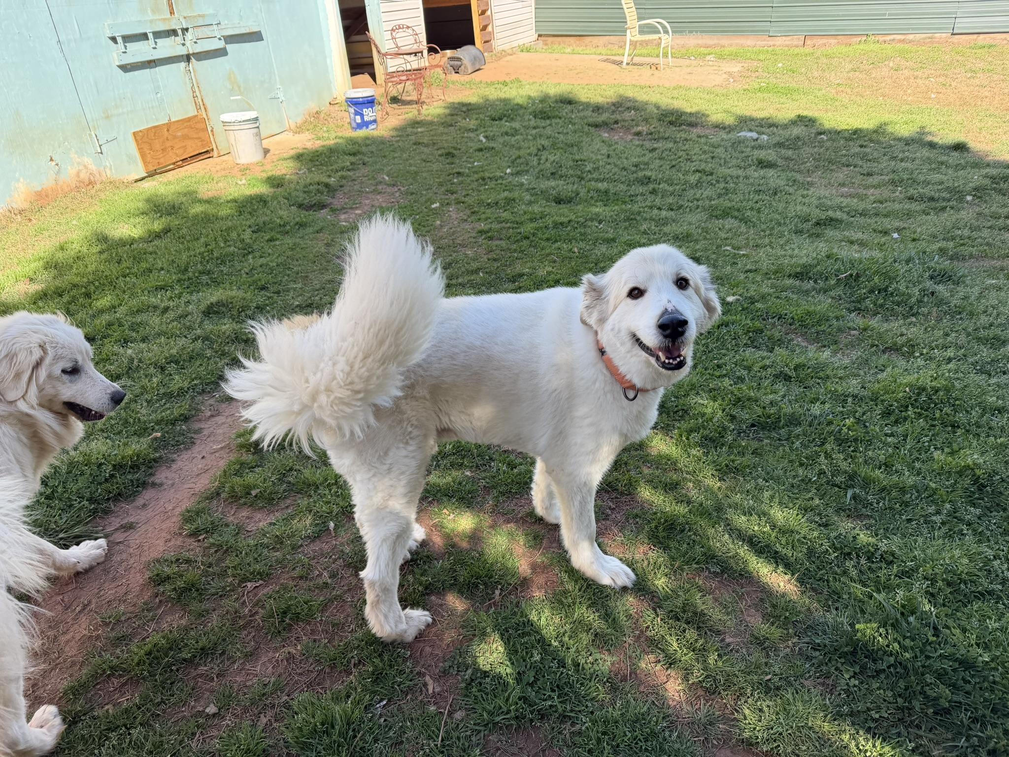 Enlarge Cooper, a ADOPTABLE Great Pyrenees in Claremont, NC image 2/2