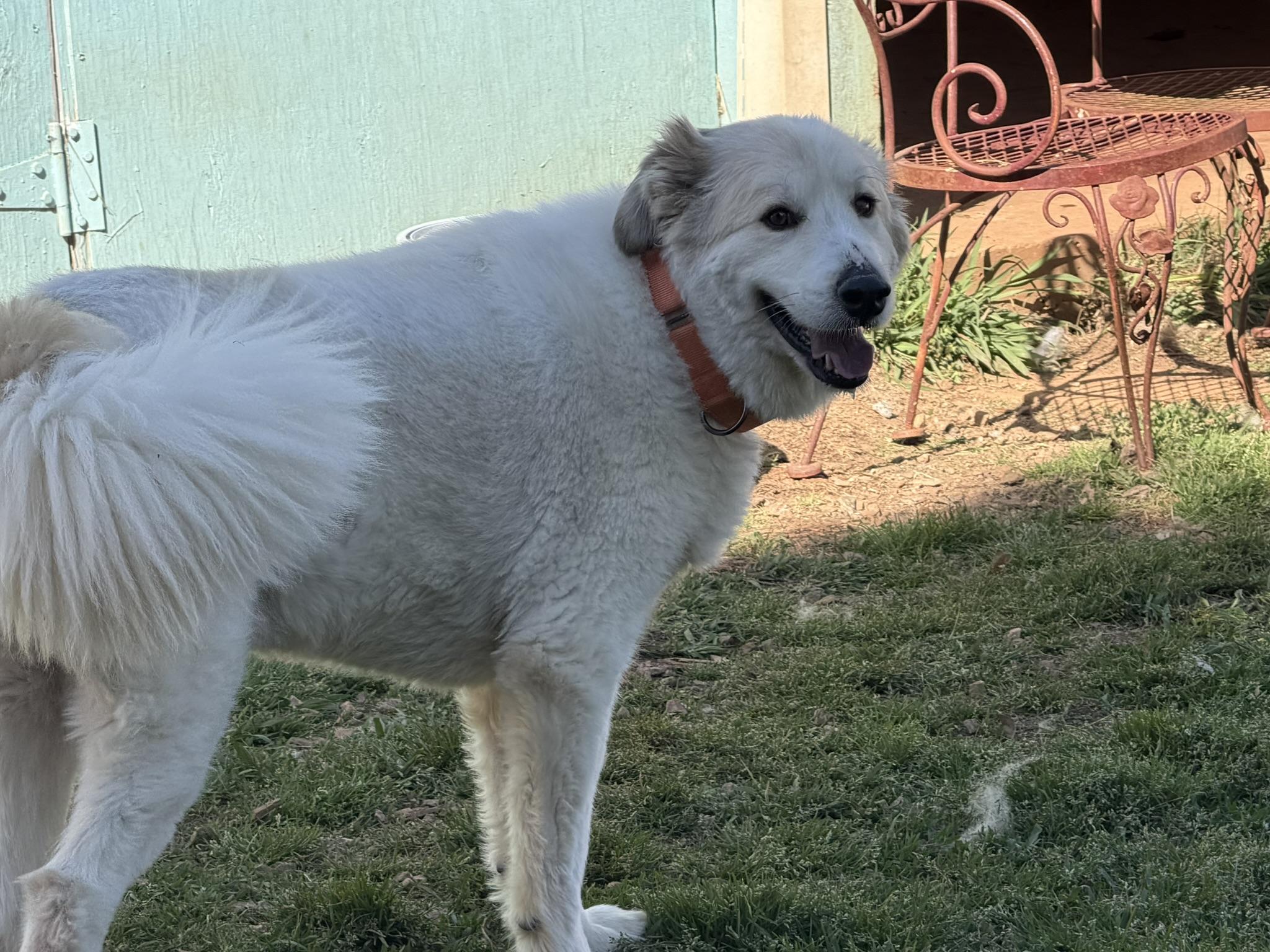 Cooper, ADOPTABLE, Adult Male Great Pyrenees.