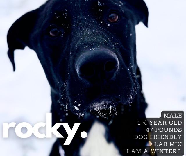 Rocky, Adoptable, Young Male Labrador Retriever.