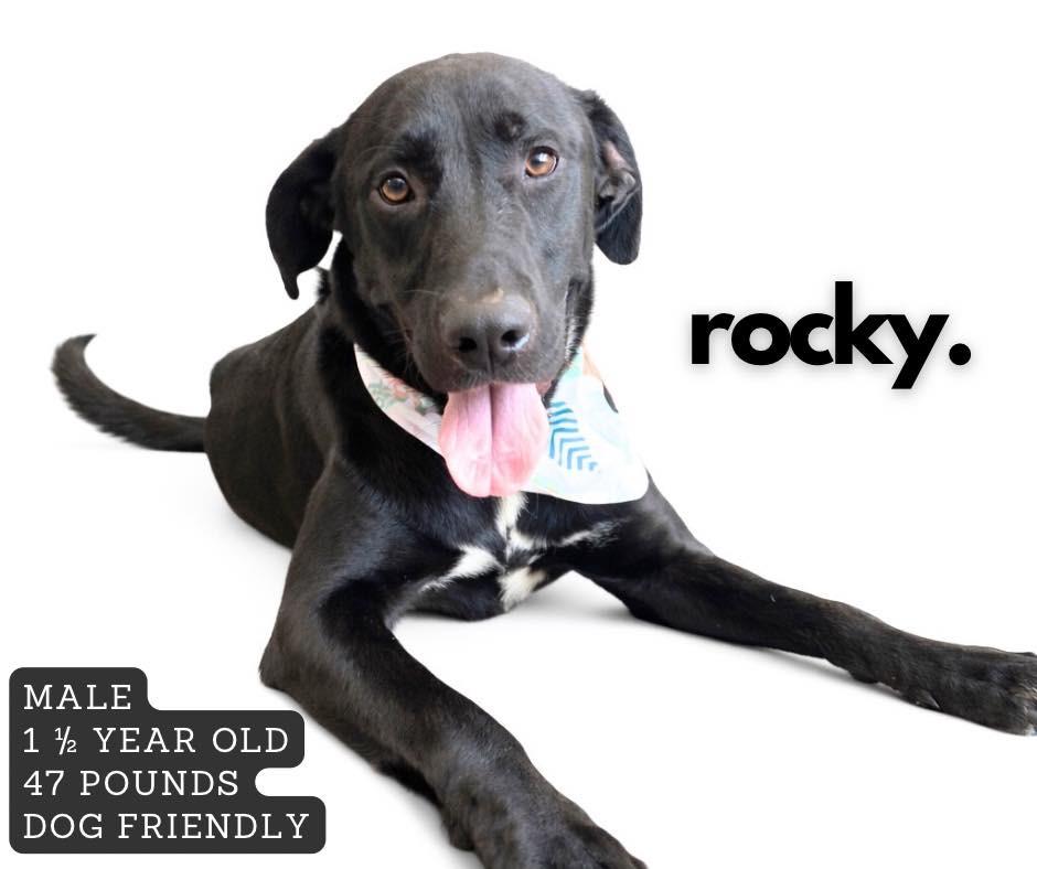 Enlarge Rocky, a Adoptable Labrador Retriever in Ashland, KY image 2/2