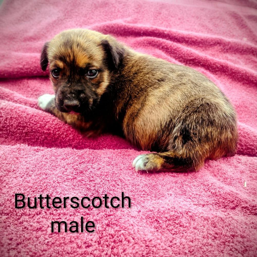 Butterscotch M (Itty Bitty Litter 2025), a Adoptable mixed breed in Wenonah, NJ image 2/2