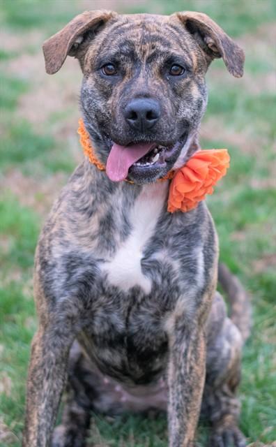 ELIZA, Adoptable, Young Female American Staffordshire Terrier.