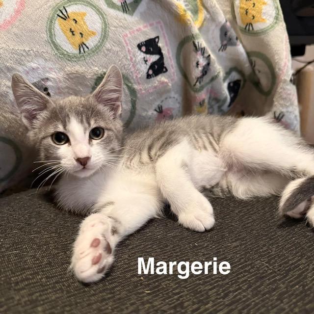 Enlarge Margerie, a Adoptable Domestic Short Hair in Olympia, WA image 1/3