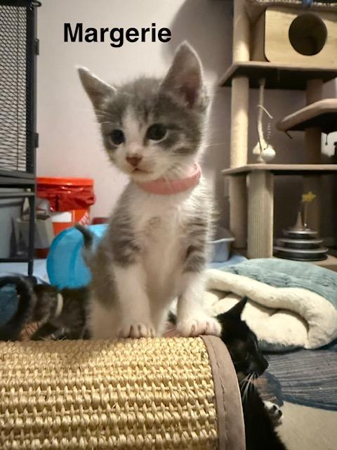 Enlarge Margerie, a Adoptable Domestic Short Hair in Olympia, WA image 2/3