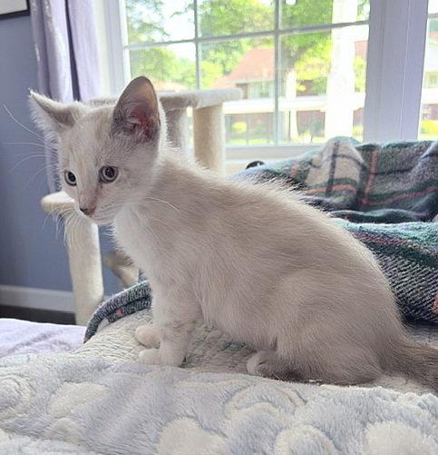 Eloise, Adopted, Kitten Female Siamese.