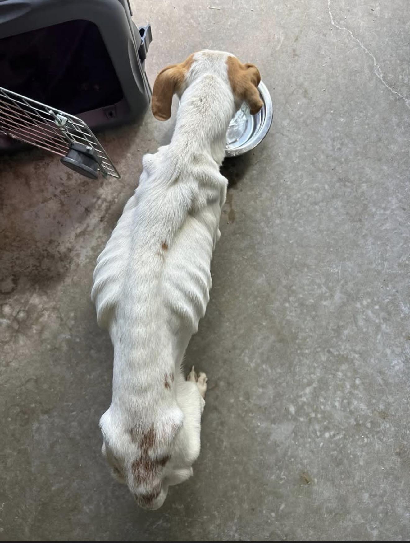 Enlarge Mac, an adopted mixed breed in Eagleville, TN image 4/4