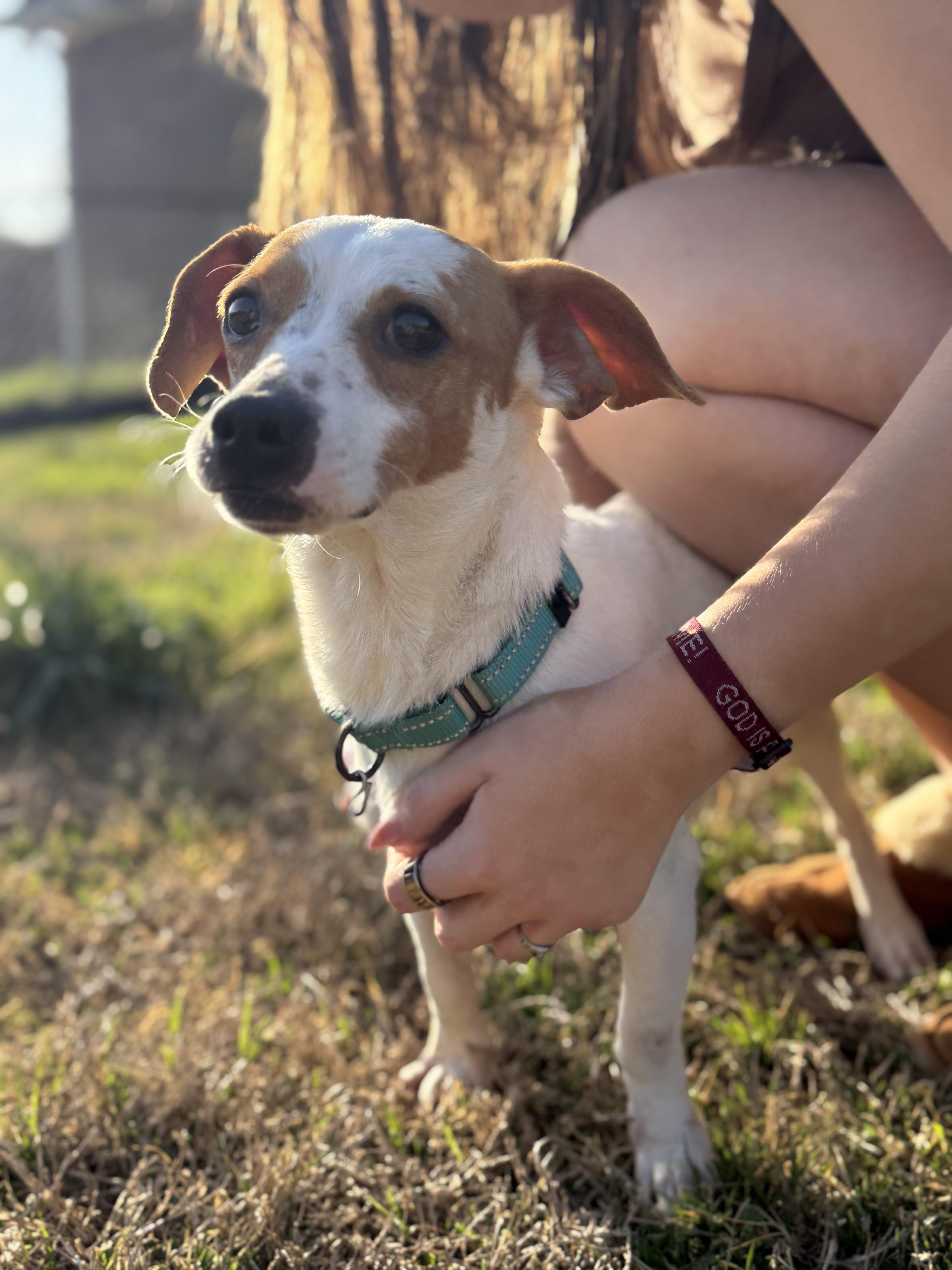 Enlarge Mac, an adopted mixed breed in Eagleville, TN image 2/4
