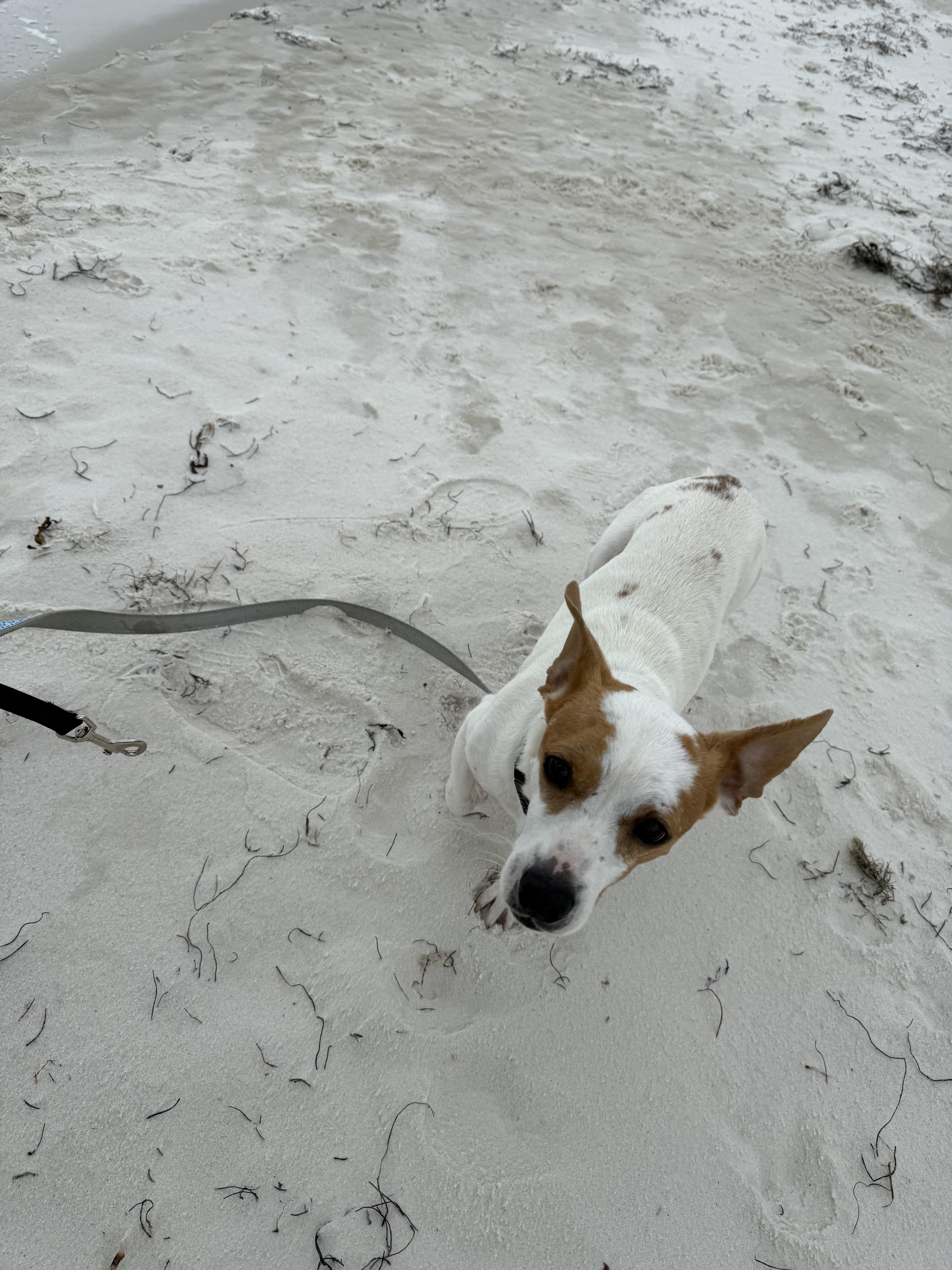 Mac, adopted, Adult Male Jack Russell Terrier & Dachshund.