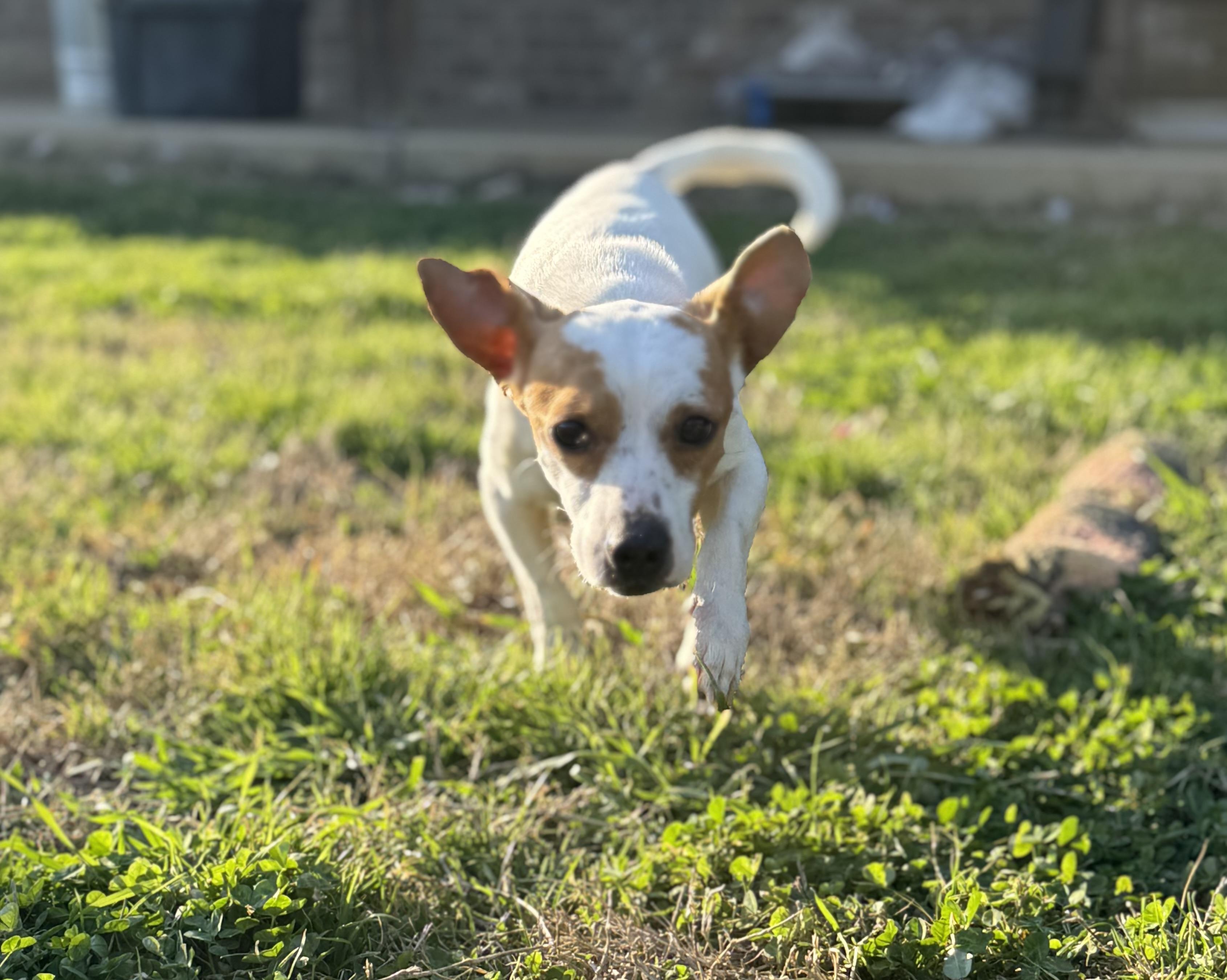 Enlarge Mac, an adopted mixed breed in Eagleville, TN image 3/4