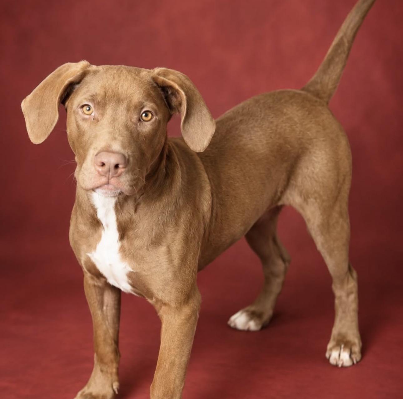 PERSIMMON, Adoptable, Puppy Female Redbone Coonhound.