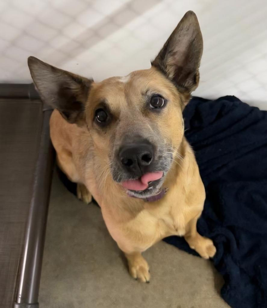 Enlarge Nila, a Adoptable mixed breed in Lagrange, IN image 1/3