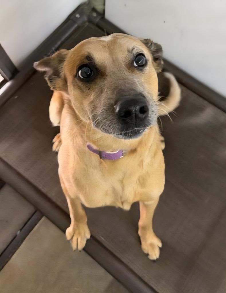 Enlarge Nila, a Adoptable mixed breed in Lagrange, IN image 2/3