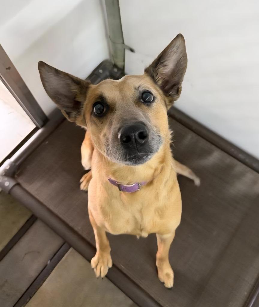 Enlarge Nila, a Adoptable mixed breed in Lagrange, IN image 3/3