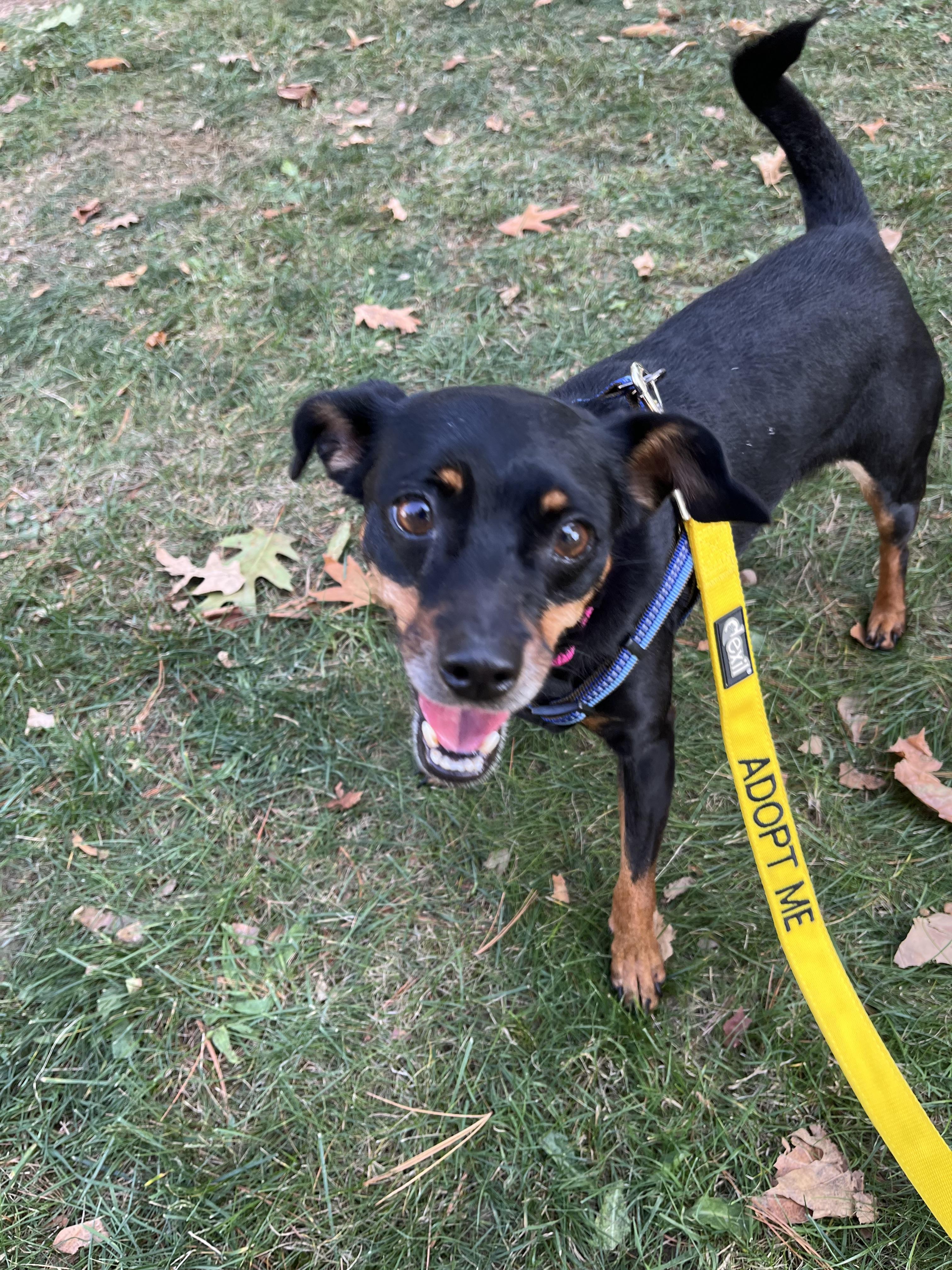 Sugarplum, an adoptable Chihuahua, Miniature Pinscher in Lacona, NY, 13083 | Photo Image 3