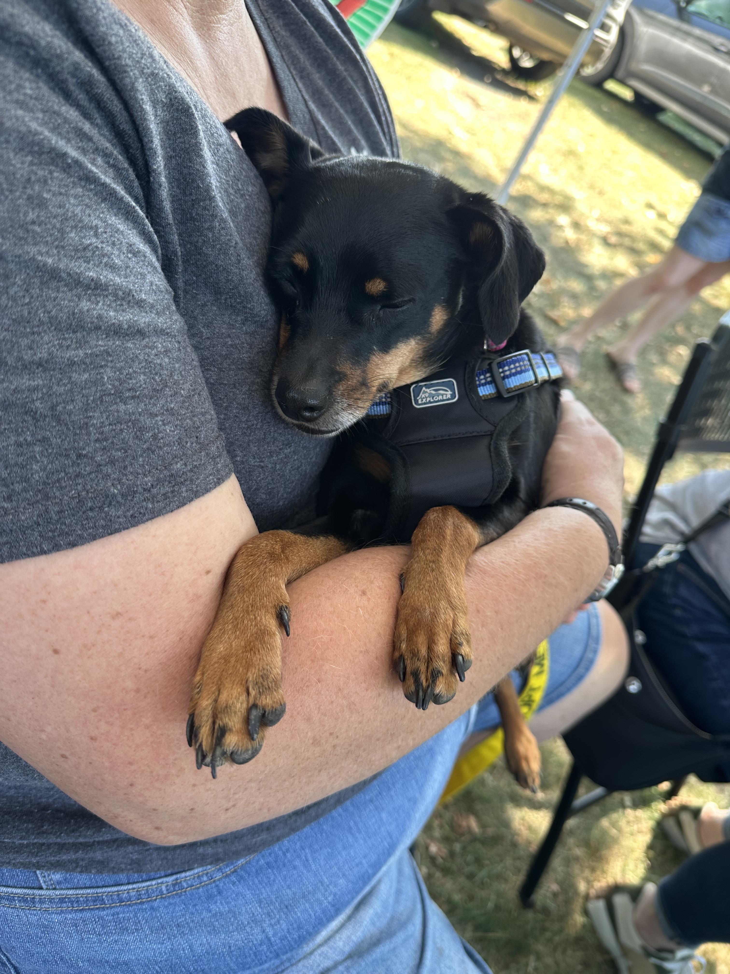 Sugarplum, an adoptable Chihuahua, Miniature Pinscher in Lacona, NY, 13083 | Photo Image 4