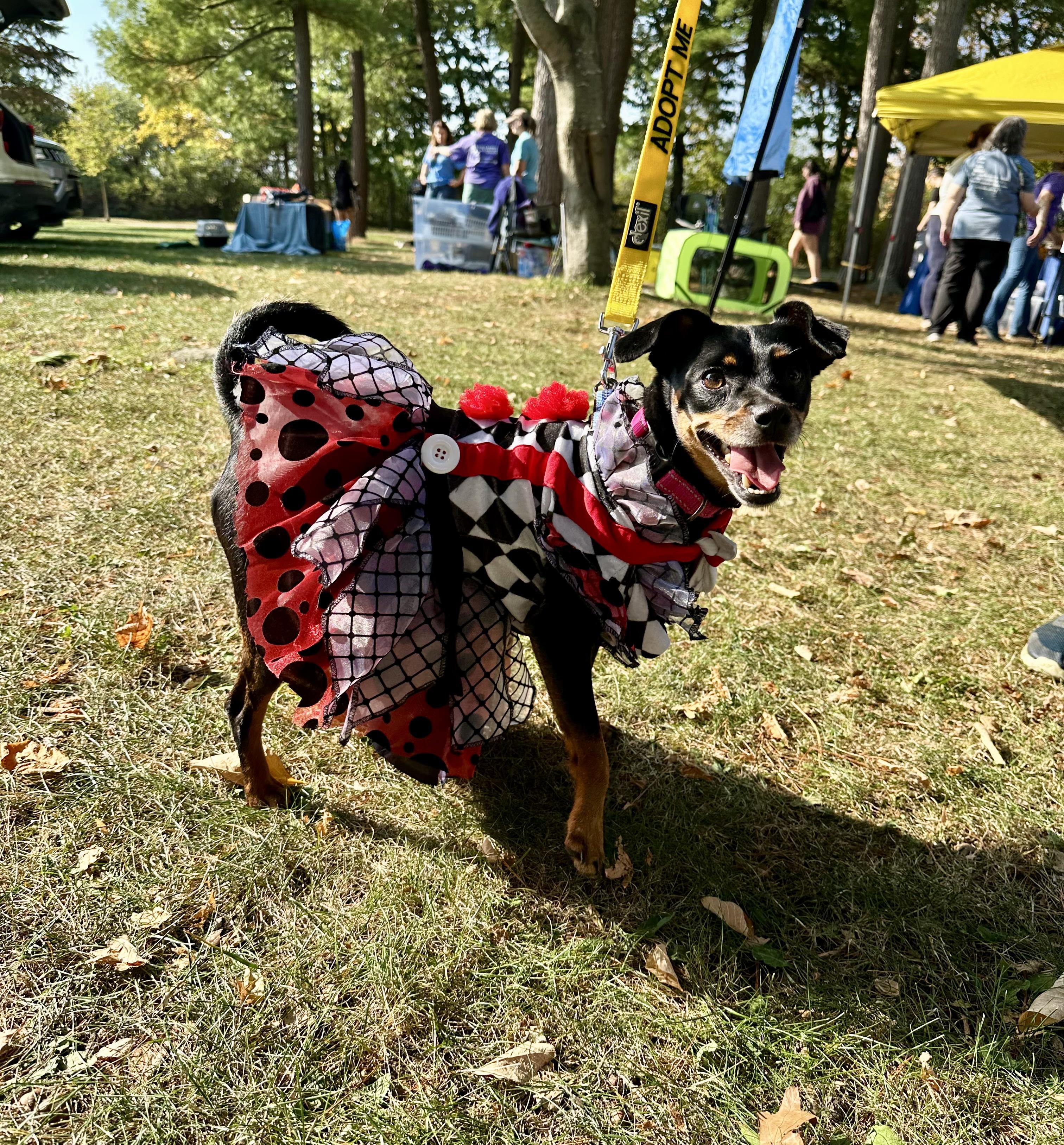 Sugarplum, an adoptable Chihuahua, Miniature Pinscher in Lacona, NY, 13083 | Photo Image 1