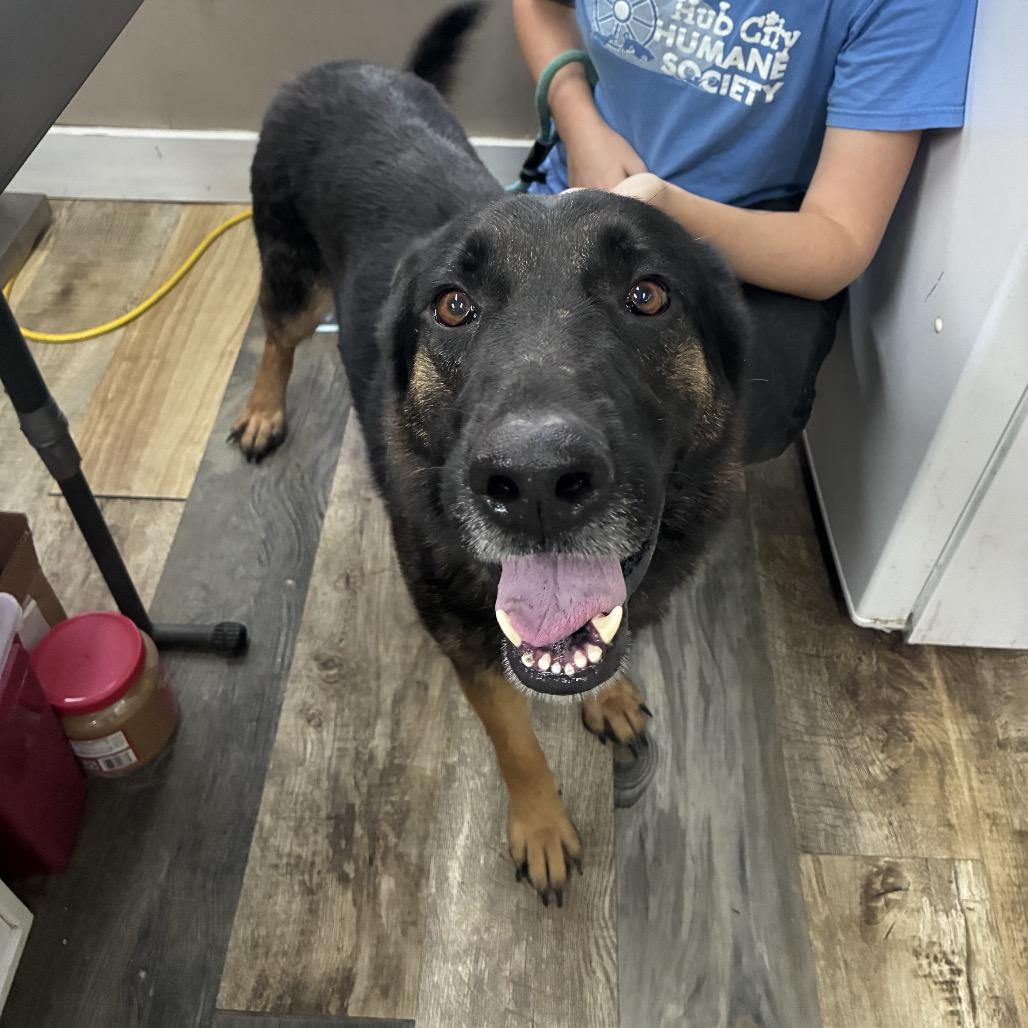 Enlarge Paul, a Adoptable German Shepherd Dog image 1/1