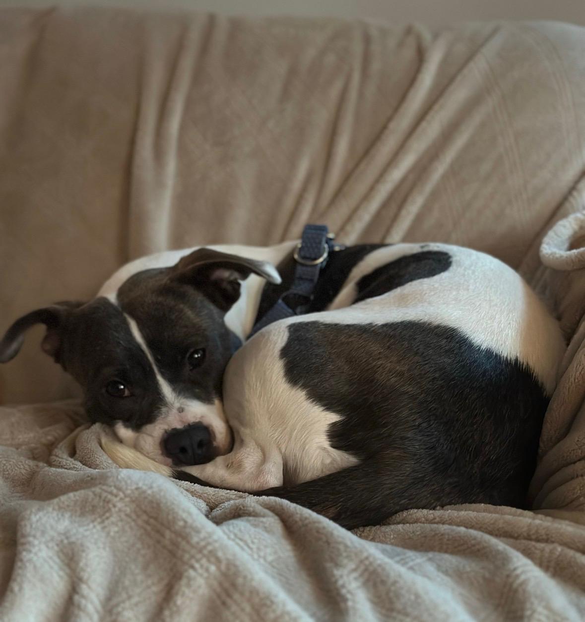 Tamera, a ADOPTABLE mixed breed in New Boston, NH image 3/6