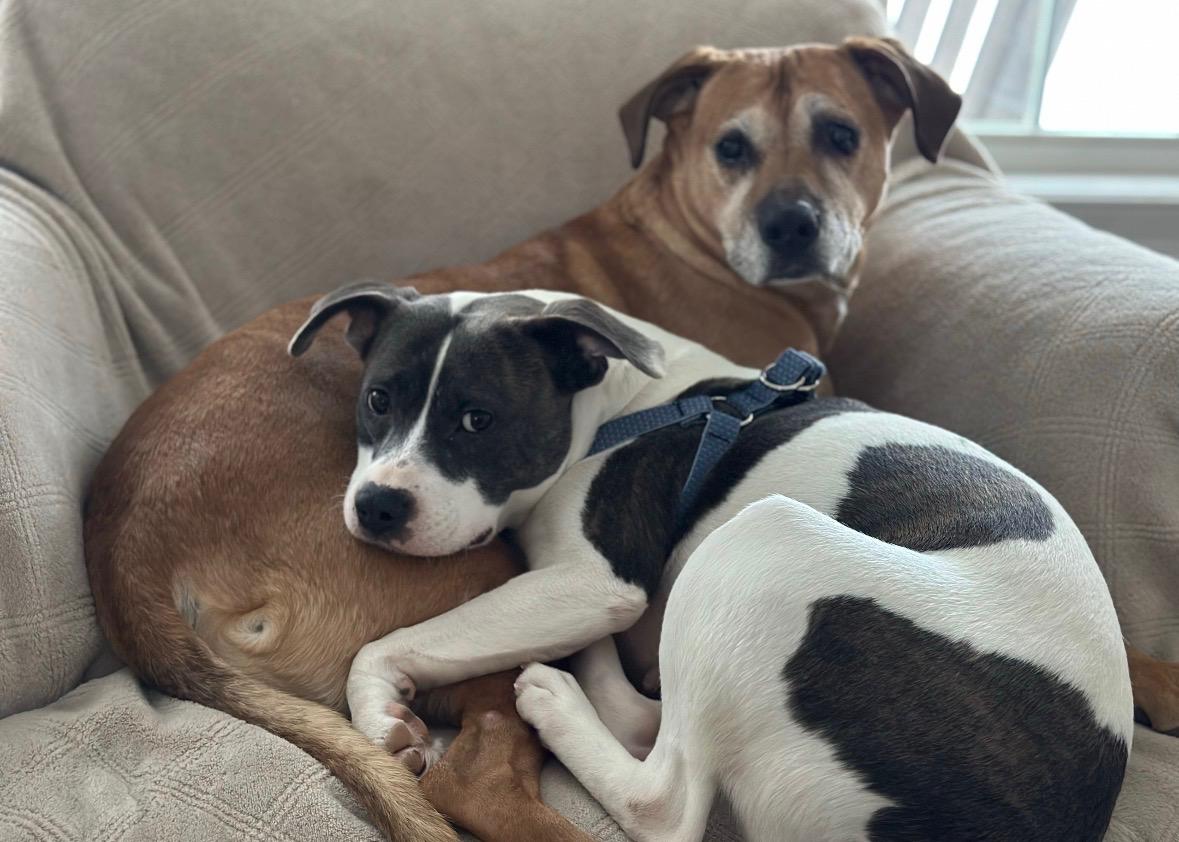 Tamera, a ADOPTABLE mixed breed in New Boston, NH image 2/6