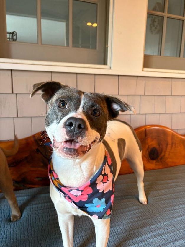 Tamera, a ADOPTABLE mixed breed in New Boston, NH image 4/6