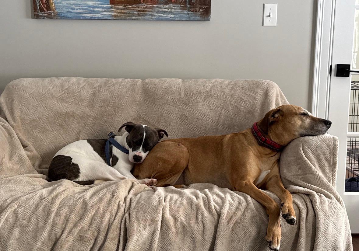 Tamera, a ADOPTABLE mixed breed in New Boston, NH image 6/6