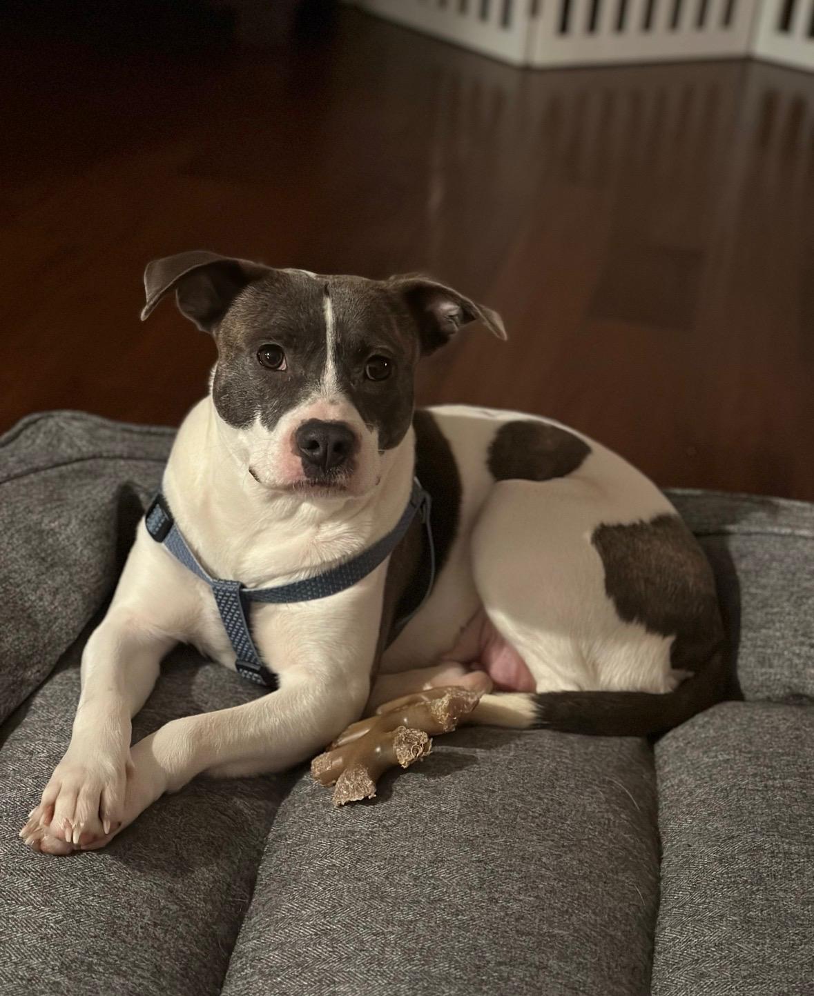 Tamera, a ADOPTABLE mixed breed in New Boston, NH image 1/6